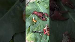 Primitive Catch and Cook #survival #bushcraft #foraging #outdoors #camping #catchandcook