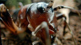 Tusked Weta Vs Foraging Pig | Wild New Zealand | BBC Earth