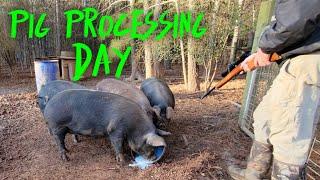 Homestead PIG PROCESSING