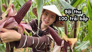 Sáng Quyên tranh thủ bẻ bắp trước khi mưa, NẤU 1 NỒI CẢ NHÀ AI CŨNG MÊ…