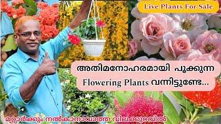 Flowering ചെടികളുടെ ചാകര ഇതാ മക്കളെ....flowering & indoor plants for sale #evergreen_media_vlog