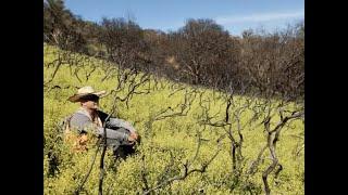 Bay Nature Talks: Chaparral Ecology and the Fire Following Plants Around Us