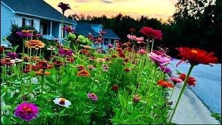 So many ZINNIAS! // Hellstrip garden // Cottage garden tour