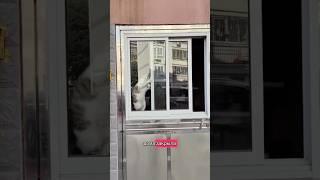 Отчаянный домосед  #прикол #кот #домосед #гулять #ребята