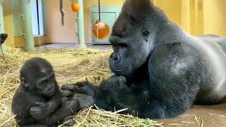 父ちゃん！僕だって遊びたい！⭐️ゴリラ gorilla【京都市動物園】"Dad! I want to play with my brother too!"