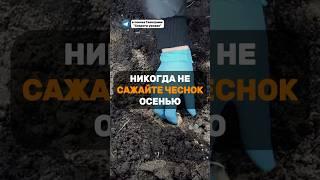 Никогда не сажайте чеснок осенью, не зная этих простых нюансов