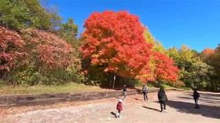 Dundas Peak 2019 AMAZING AND BREATHTAKING SCENIC VIEWS ONTARIO, CANADA fall season.