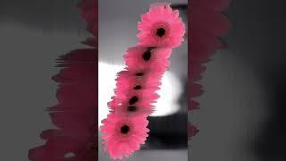 Scanner Art with Pink Daisies and Results #art #artshorts #artartist #flowerart #daisy #daisies