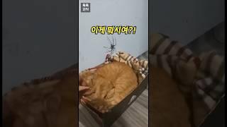 고양이 근처에서 까불면…