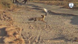 مفسدات صيد الصقور/العراقيل التى تعيق صيادي الصقور /Falcon hunting