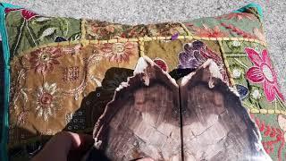 Petrified wood bookends