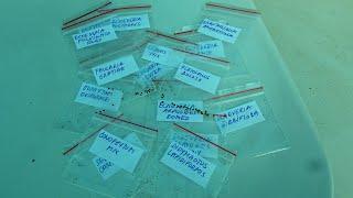 Amazing Succulent Plants Seed Haul from rareplant.me - Echeveria, Lithops, Conophytum & more.