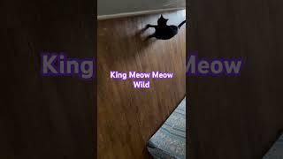 King Meow Meow tearin it up #cat #funny #pets #life