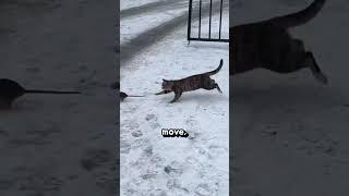 How a Mouse Can Survive a Cat Encounter #viral