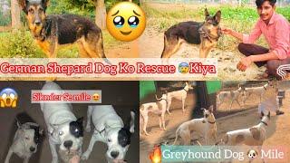 Kisi Ne German Shepard Dog  Ko Road Per Chod Diya || Rescue Kiya || Siknder Se Mile ||