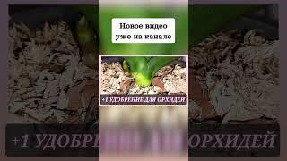 #орхидеи #annaorh