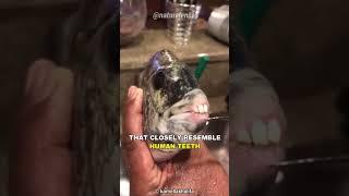 Fish With Human Like Teeth