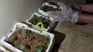 How to start a mini garden at home | The Agarry Family ft. @ Fausta Diala