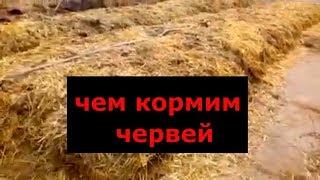 Разведение червей. Подготовка корма для вермифермы.