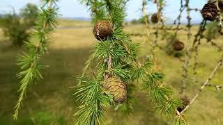 European Larch: The Majestic Conifer with Multiple Benefits - A Visual Tour