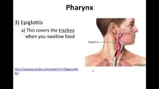 Digestion: Esophogus Notes