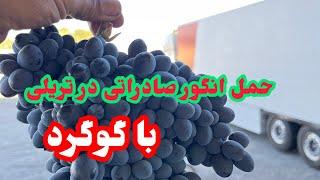 شیوه جالب صادرات میوه به مسکو :با کامیون و روشهای آن