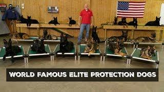 For Sale Amazing Elite Home Raised Professionally Trained Family Personal Protection Dogs For Sale