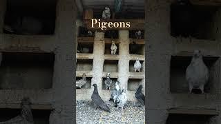 Pigeons ️ The pigeon is the symbol of peace.#greece #pegeon #feed #shorts #short