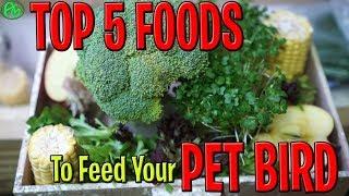 TOP 5 FOODS TO FEED YOUR PET BIRD ! PET BIRDS DIET ! WHAT TO FEED BIRDS