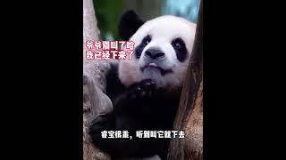 睿宝真不愧是贴心小棉袄，宋爷爷叫它回去，它不仅自己回去，还会乖乖的帮着宋爷爷收猫辉宝#来这吸熊猫 #睿宝辉宝 #一方水土养一方熊猫 #国宝熊猫 #国宝不愧是国宝