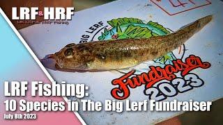 LRF Fishing: The Big Lerf Fundraiser 2023 - My 10 Species Session Around Plymouth