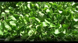 Harvesting Upland Cress Seeds And Grow Them