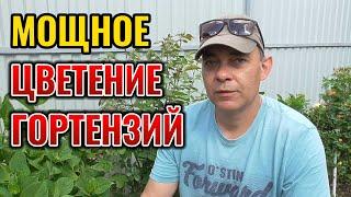  Гигантские шапки цветов! Мой секретный рецепт подкормки гортензий в июне!