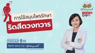 การใช้สมุนไพรรักษา ริดสีดวงทวาร l Podcast อภัยภูเบศร (2023)