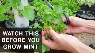 A MINT'S CURSE | Mint plant care that you should know