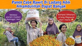 Bantu Adik Bungsu Panen Cabe Diladangnya