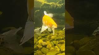 Installing a Flagstone Patio & Fire Pit (The Koi Fish Are In!)