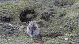 Adorable, cuddly pika: Exceptionally sensitive to global warming