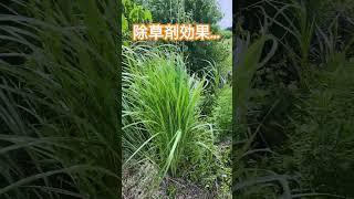 耕作放棄原野の雑草は手強い。#除草剤