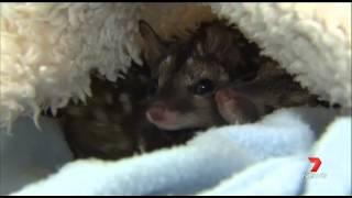 Quoll story on 7News