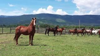 A Summer in Arlee Montana