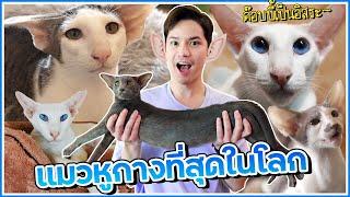 แมวด๊อบบี้ แมวที่หูกางที่สุดในโลก Oriental Shorthair | ติดเต๋า