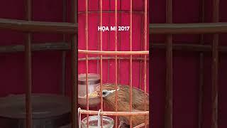 Họa mi tam hoàng( mộc dở hơn 2 tháng) #vanhkhuyen2012