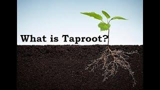 What is Taproot?