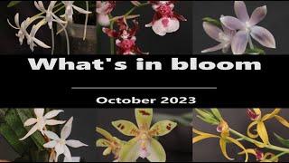 What's in Bloom - Orchids // October 2023