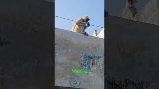 chaywala