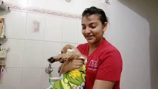 Shower day of max||Max|| IBVlogs||Ishika Bajwa Entertainment