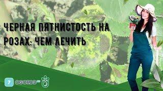 Черная пятнистость на розах: чем лечить