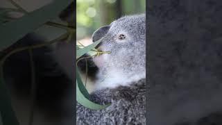 Cutest Wild Animals  Australian Koalas #shorts #oliverandlucas