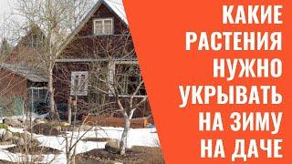 Какие растения нужно укрывать на зиму на даче